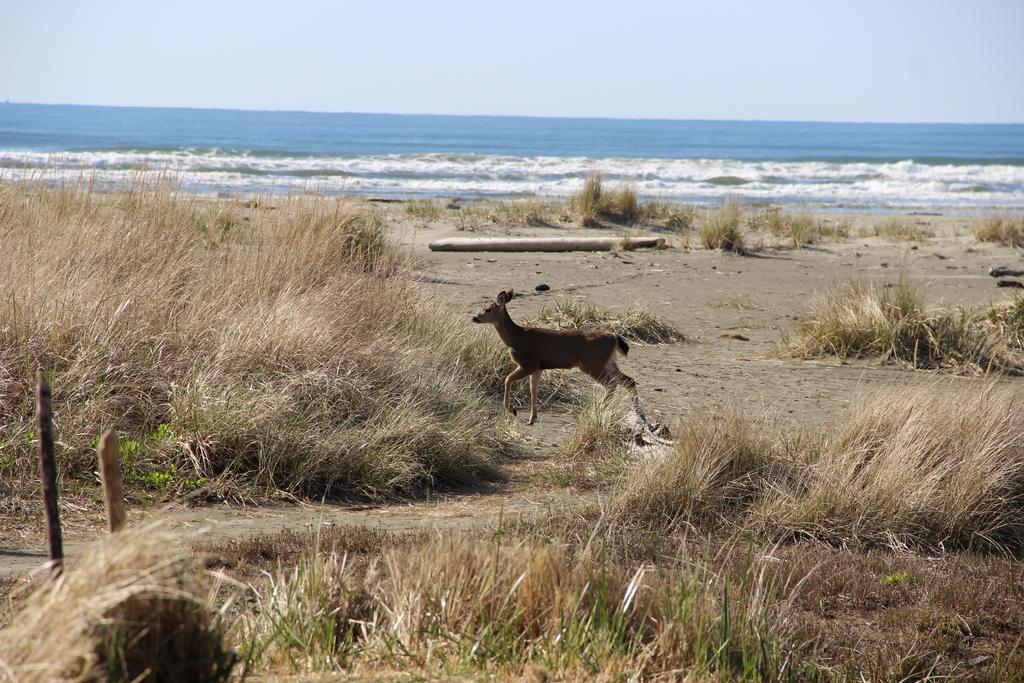 Quinault Beach Resort & Casino オーシャン・シティー エクステリア 写真